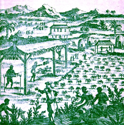 17th Century Tobacco Plantation